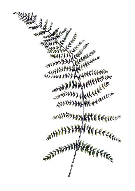 Dollybirds- Fern Art Print